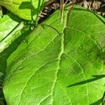 Verbascum phoeniceum Leaf