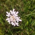 Scabiosa triandra Цветок