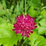 Knautia macedonicaফুল