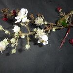 Rubus winteri Bloem