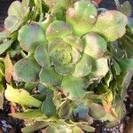 Aeonium canariense Frunză