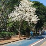 Tabebuia roseoalba Blatt