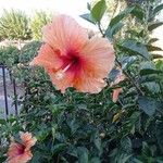 Hibiscus spp. Leht