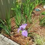 Iris giganticaerulea Kwiat
