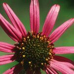 Echinacea tennesseensis പുഷ്പം