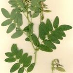 Astragalus frigidus Altul/Alta