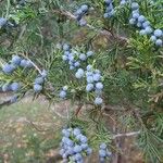 Juniperus virginiana 果實