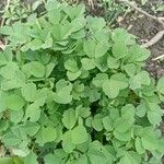 Medicago coronata Hoja