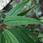 Boehmeria penduliflora Foglia