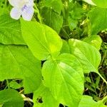 Asystasia intrusa Liść