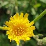 Hypochaeris maculata Flor