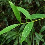 Wikstroemia indica Leaf