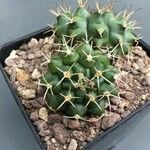 Gymnocalycium anisitsii Ліст