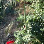 Glaucium corniculatum Fruit