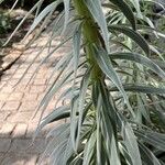 Echium wildpretii Blad