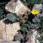 Geum montanum Pokrój