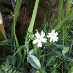 Stellaria palustrisFiore