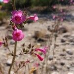 Penstemon parryi Flower