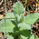 Teucrium scordium Blad