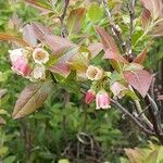 Vaccinium angustifolium Flower