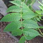 Ailanthus altissimaBlad