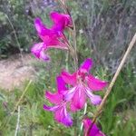 Gladiolus italicus Flor