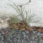 Podospermum laciniatum Habit