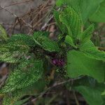 Lantana trifolia Fruit