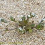 Myosotis pusilla Hábito