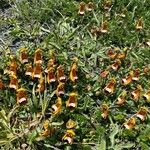 Calceolaria uniflora Flors