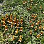 Calceolaria uniflora Blüte