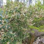 Hibbertia podocarpifolia 形态