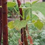 Pelargonium caylae Hoja