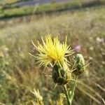 Centaurea salonitana Flower