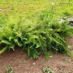 Athyrium distentifolium Habitus