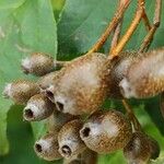 Sorbus torminalis Плод