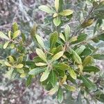 Morella cerifera Hoja