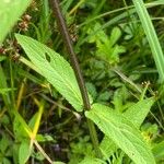 Stachys palustris Leht