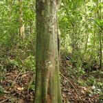 Picralima nitida Corteza