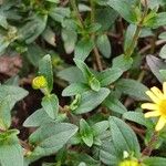 Sanvitalia procumbens 葉