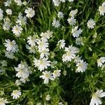 Moehringia ciliata Flower