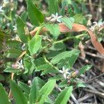 Lobelia concolor