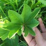 Alchemilla xanthochlora Fulla