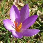 Crocus sativus Fula
