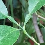 Citrus reticulata 葉