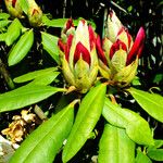 Rhododendron yakushimanum Leaf