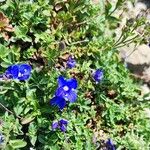 Veronica fruticans Fiore