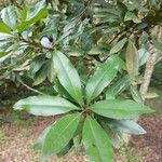Morella faya ഇല