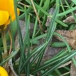 Crocus chrysanthus Folha