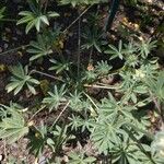 Lupinus microcarpus Frunză